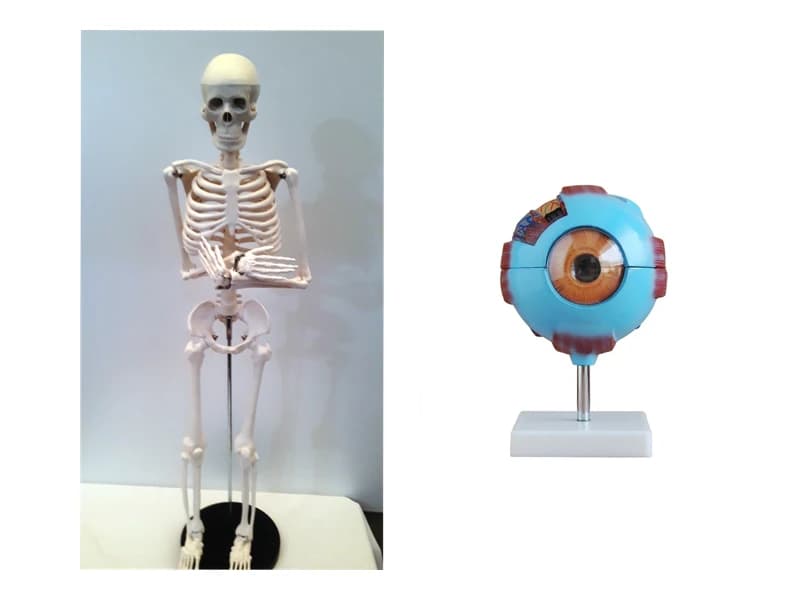 Combo Esqueleto 85cm articulable y Ojo Didáctico Gigante 3X