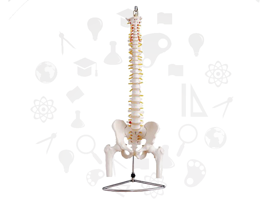 Esqueleto, La Clase Digital
